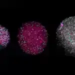 “Mənim xəyalım süni intellekt və beyin orqanoidlərinin bir-birinin imkanlarını araşdırmasıdır”