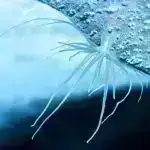 “Yaşıl dünya naminə həmrəylik ili” çərçivəsində QARABAĞIN DİRÇƏLİŞİ – EKOLAYİHƏLƏR