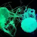 Çili yaxınlığında kəşf edilən qəribə yeni növlərə baxın – dərinliyə enən dəniz robotunun köməyi ilə