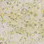 Alimlər yanğınları uzaqdan söndürmək üçün “uçan əjdaha” robotu hazırlayıblar