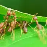 Çoxlu ağac növləri olan meşələr monokultura meşələrindən 70% daha təsirli olur