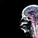 Sualtı meşələrin bərpası bütün dünyada dənizlərin bərpasına ümid verir