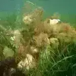 Ölən beynin içini görmək