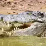 3D çap edilmiş titan “metamaterial” dizaynı uzun müddətdir ki, mühəndislik problemini həll etdi