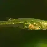 Maşın öyrənməsi tədqiqatçılara hit mahnıları 97% dəqiqliklə müəyyən etməyə kömək edir