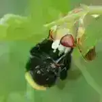 Ana bətnində hormona məruz qalma, sonrakı həyatda miqren riski ilə potensial olaraq əlaqələndirilir