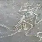 Arıların “sallanma rəqsi” fəlakət zonalarında robotların bir-biri ilə danışıq tərzində inqilab edə bilər