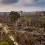 Zambiya şirləri və bəbirlərinin ov tüfəngləri və məftillər tərəfindən törədilən xəsarətlər