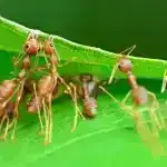 Nəzəriyyədən Gerçəkliyə: Kvant Təcrübələrində Qravitona bənzər hissəciklər tapıldı