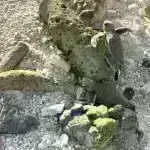 Qlobal Yenidən Qiymətləndirmə: Sağlam Meşələrin İstifadə edilməmiş Karbon Saxlama Potensialı