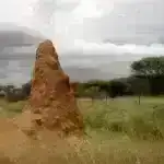 Yeni sağlamlıq göstəricisi rifahı ölçmə və əldə etmə yollarımızı dəyişdirə bilər