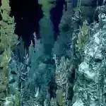 Alimlər Avropada 450 illik bum və böhranı taxta tikinti yaşlarından ayırırlar