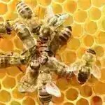 Süni intellektlə əldə edilən nailiyyət bizim dinozavr qalıqlarını tədqiq etməyimizdə inqilab edə bilər