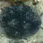 Arıların “sallanma rəqsi” fəlakət zonalarında robotların bir-biri ilə danışıq tərzində inqilab edə bilər