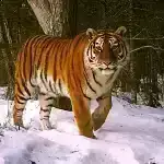 Meduzadan ilham alan parıldayan boya cinayət yerlərində barmaq izlərində parlaya bilər