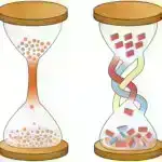 Kimyəvi etiketləmə ilə hüceyrələrin fizioloji tarixinin qeyd edilməsi