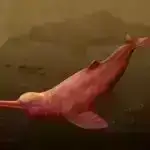 Təkrar emal edilə bilən reagent və günəş işığı karbonmonoksiti metanola çevirir