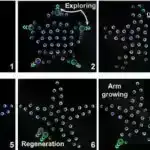 Yeni robot böcəklərin optikadan neyronlara keçid yolunu təqlid edir