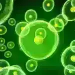 Bitki əsaslı yeni plastik 9 dəfə az mikroplastik buraxır