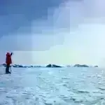 Təəccübləndirici: Xəstəlik yayan qan əmici milçəklər Almaniyada yayılır