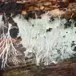 Marsın nüvəsini keçən seysmik dalğalar Qırmızı Planetin ürəyinin təfərrüatlarını ortaya qoyur