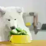 Qədim Misirin Mühəndislik Möcüzəsi: Arxeoloqlar Səhranın altındakı Gizli Çayı aşkar etdilər