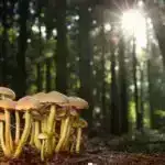 Katalitik dimetil efir karbonilləşməsində SSZ-13 seolitinə dair mexaniki anlayışlar