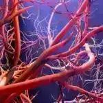 Yeni Tədqiqat Ağıl Pəhrizini Yaşlanmanın Yavaş Sürətinə, Azaldılmış Demans Riskinə Bağlayır