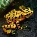 Elm sadələşdirildi: kritik materiallar nədir?