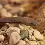 Yeni Harvard Texnologiyası Qabaqcıl Maşın Görmə qabiliyyətinə yol açır