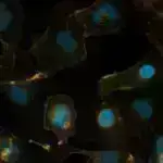 Geniş təsirlər – Alimlər sağ qalmaq üçün B12 vitamininə ehtiyacı olmayan yosunları kəşf etdilər