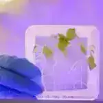 Bakterial sirlərin açılması: Gen davranışını deşifrə edən inqilabi vasitə