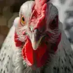 Güc Nəhəngi: İnanılmaz Bakteriyalar O qədər Böyükdür ki, Mikroskop olmadan Görə bilərsiniz