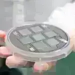 Bağırsaq Bakteriyalarının Gizli Gücləri: Oksigensiz Dünyada İnkişaf