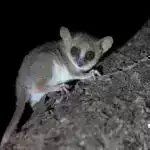 İnqilab edən süni intellekt: Xiral maqnitlər enerji baxımından səmərəli beyin kimi hesablamalara yol açır