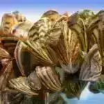 Qəzəb və Arteriyalar: Amerika Ürək Dərnəyi tərəfindən aşkar edilən təəccüblü əlaqə