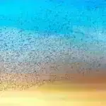 Stenfordun inqilabi 3D çapı milyonlarla mikroölçülü möcüzəni açır