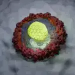 Alimlər Biologiyada Fundamental Suala Cavab verdilər: Orqanizmlər Dəyişən Şəraitlərə Necə Reaksiya Verirlər?