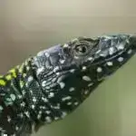 Erkən Təhsilin Yenidən Qiymətləndirilməsi: Yeni Bir Məktəbəqədər Tədqiqatın Təəccüblü Anlayışları