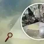 Ədli sıçrayış: Mikrobiologiya ilə ölüm vaxtının proqnozlaşdırılması