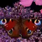 EVTEXNOLOGİYA XƏBƏRLƏRİ