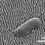 Tədqiqatlar göstərir ki, insanlar müxtəlif vəziyyətlərdə irəli və geriyə doğru proqnozlaşdırma strategiyalarından istifadə edirlər