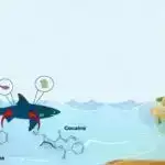 “Yaşıl dünya naminə həmrəylik ili” çərçivəsində QARABAĞIN DİRÇƏLİŞİ – EKOLAYİHƏLƏR