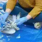 “Eko” təyyarə yanacağının təsirinin qiymətləndirilməsi: 2050-ci ilə qədər CO2 emissiyalarını nə qədər azalda bilər?