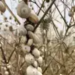 Taşlama prosesi zamanı hissəcik ölçüsünün paylanmasının ölçülməsi üçün lazer əsaslı üsul