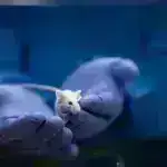 Sizin beyniniz – psilosibin neyron şəbəkələrini necə sıfırlayır