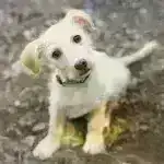 Siçanlar iltihabı artıran zülal bloklandıqda daha uzun yaşayırlar