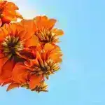 “İnanılmaz” Uğur – Alimlər Alzheimerdən daha çox yaşamış qadına yeni işıq saldılar