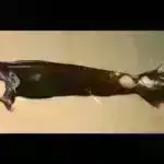 Taco formalı artropod fosilləri ilk mandibulatların tarixinə yeni fikirlər verir.