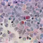 Yüngül neyron şəbəkəsi toxunmuş parçaların real vaxt rejimində real şəkildə göstərilməsinə imkan verir